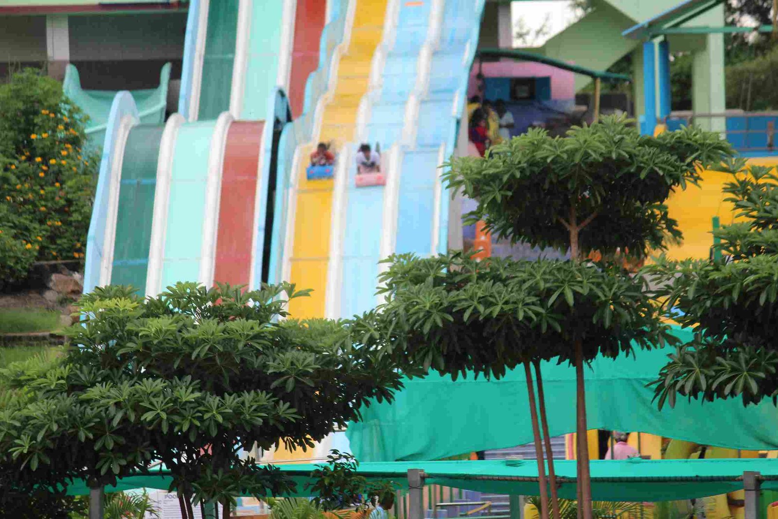 Multilane (3 Rider) Camel